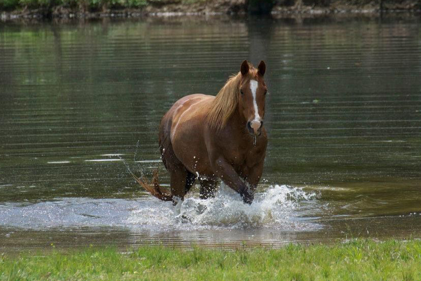 KEEP YOUR HORSE COOL