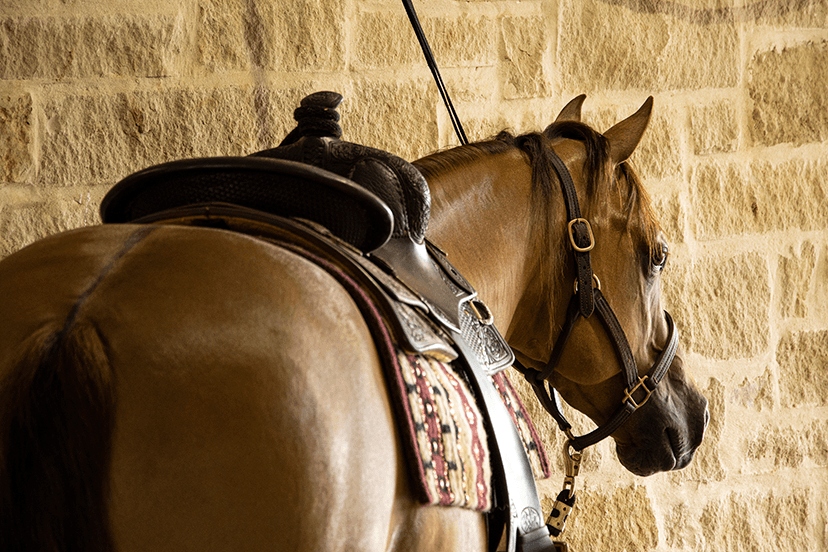 Establishing a Horse's Value for Insurance